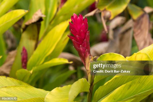 red ginger (alpinia purpurata) - ginger flower stock pictures, royalty-free photos & images