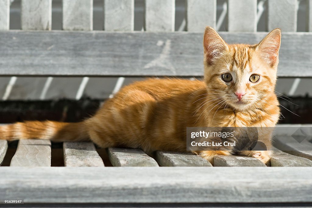 Ginger cat on a bench