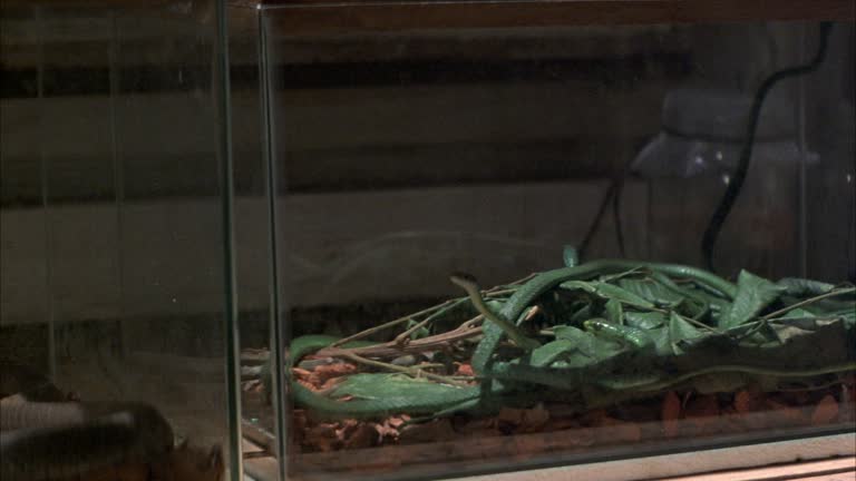 Snake Inside Computer Case 182 Glass Snakes Stock Videos, Footage, & 4K Video Clips - Getty Images