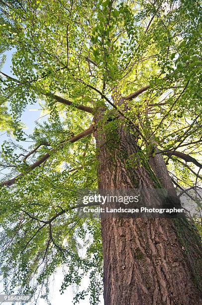 ginkgo biloba - ginkgo stockfoto's en -beelden