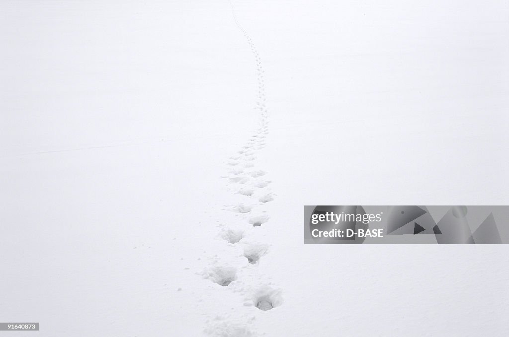 Footprint in snow