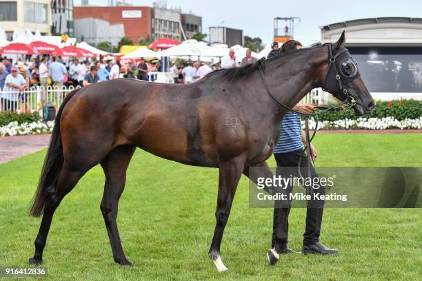Super Cash after winning the Schweppes Rubiton Stakes at Caulfield Racecourse on February 10, 2018 in Caulfield, Australia.