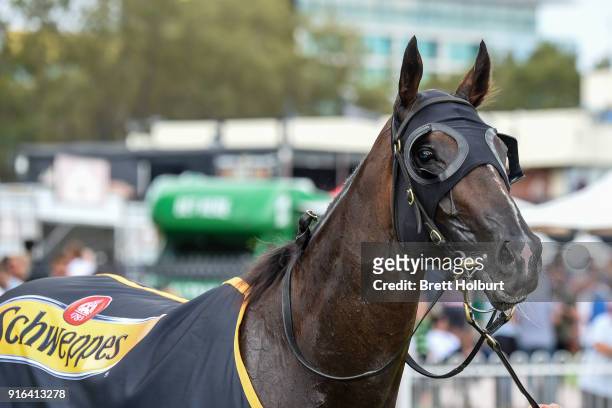 Super Cash after winning the Schweppes Rubiton Stakes at Caulfield Racecourse on February 10, 2018 in Caulfield, Australia.