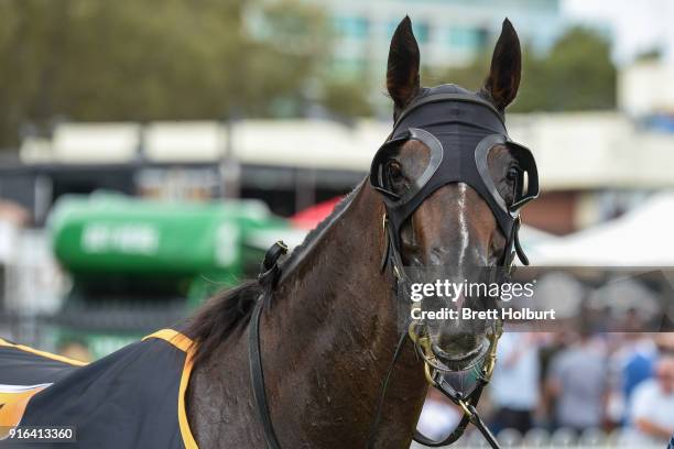 Super Cash after winning the Schweppes Rubiton Stakes at Caulfield Racecourse on February 10, 2018 in Caulfield, Australia.