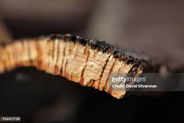 Harvested cork bark awaits collection on October 4, 2016 near Coimbra in central Portugal. Portugal has some 34% of the world's Quercus Suber cork...