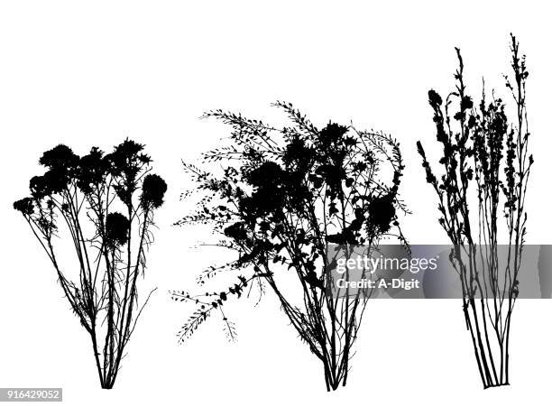 ilustrações de stock, clip art, desenhos animados e ícones de dried flowers bouquet - ramo-de-flores