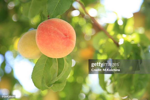 peaches - peach tree stock pictures, royalty-free photos & images