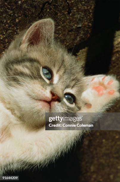 close up of a kitten lying down. - animal toe stock pictures, royalty-free photos & images