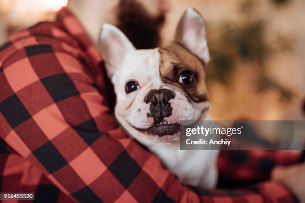 關閉一個可愛的法國鬥牛犬 - french bulldog 個照片及圖片檔