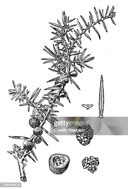 stockillustraties, clipart, cartoons en iconen met juniperus communis (gemeenschappelijk juniper) - jeneverbes conifeer