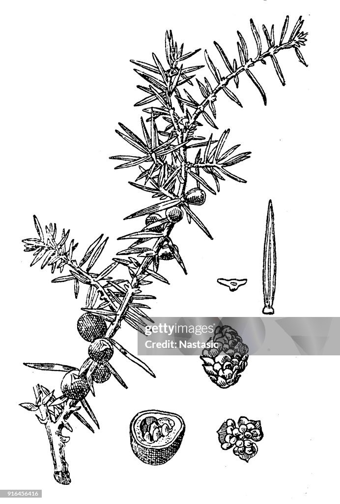 Juniperus communis (common juniper)