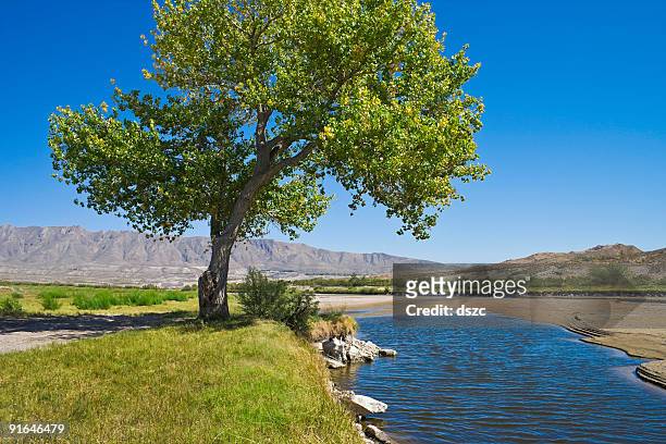 rio grande river and cottonwood tree in el paso texas - cottonwood stock pictures, royalty-free photos & images
