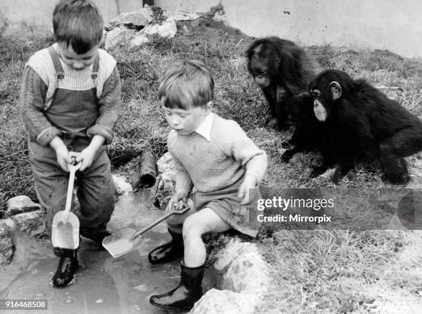 Children playing with monkeys at Chester Zoo, 16th May 1960. Robert McCann and Peter Bloom get busy with their spades. Robert is the grandson of...