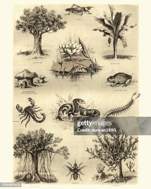 ilustraciones, imágenes clip art, dibujos animados e iconos de stock de flora y fauna de áfrica - tsetse fly