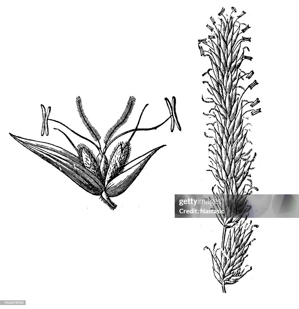 Anthoxanthum odoratum (sweet vernal grass, holy grass, vanilla grass)
