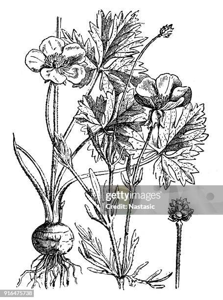 ranunculus bulbosus (st. anthony's turnip, bulbous buttercup) - buttercup stock illustrations