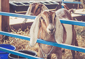 Anglo-Nubian lop earred goats on display in their pen at the county fair