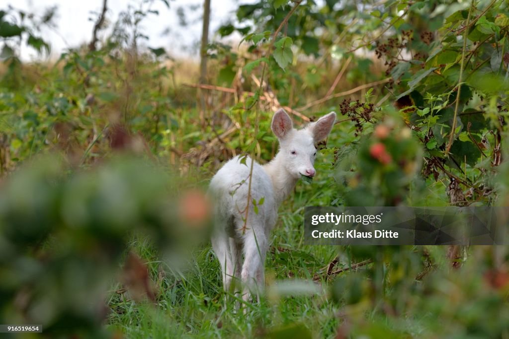 Albino Rehbock