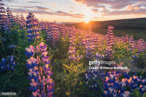 lupins in bloom and midnight sun, iceland - flowering plant bildbanksfoton och bilder