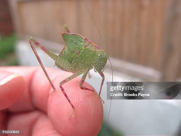 Leaf Insect Hand 385 Green Leafhopper Stock Photos, High-Res Pictures, and Images ...