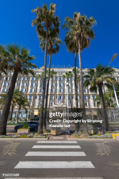 the zebra crossing with logo of the golden palm prize on the road where is in front of the intercontinental carlton hotel, boulevard de la croisette, cannes, france. - cannes festival 2017 stock pictures, royalty-free photos & images