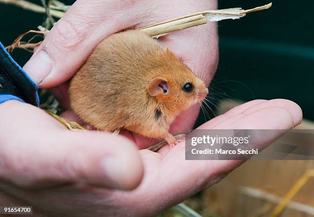 Dennis a captive-bred dormouse at a photocall to launch the Great Nut Hunt at Burnham Beeches on October 09, 2009 in Slough, England. The People's...