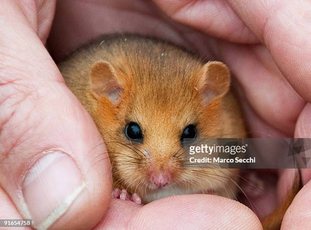 Dennis a captive-bred dormouse at a photocall to launch the Great Nut Hunt at Burnham Beeches on October 09, 2009 in Slough, England. The People's...