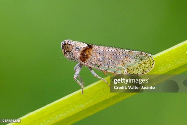 Planthoppers Photos and Premium High Res Pictures - Getty Images