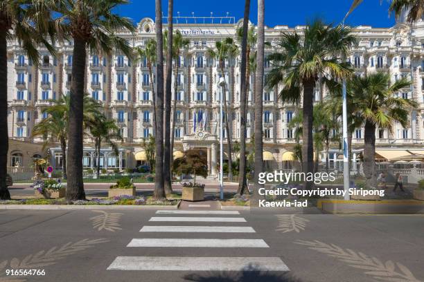 the zebra crossing with logo of the golden palm prize on the road where is in front of the intercontinental carlton hotel, boulevard de la croisette, cannes, france. - cannes festival 2017 stock pictures, royalty-free photos & images