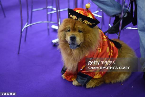 Chow Chow is seen during the 9th AKC Meet The Breeds on February 10, 2018 in New York at the 142th Annual Westminster Kennel Club Dog Show. / AFP...