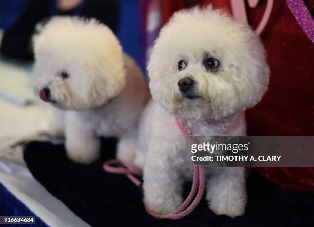 Bichon Frise are seen during the 9th AKC Meet The Breeds on February 10, 2018 in New York at the 142th Annual Westminster Kennel Club Dog Show. / AFP...