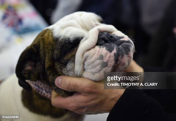An English Bulldog is seen during the 9th AKC Meet The Breeds on February 10, 2018 in New York at the 142th Annual Westminster Kennel Club Dog Show....