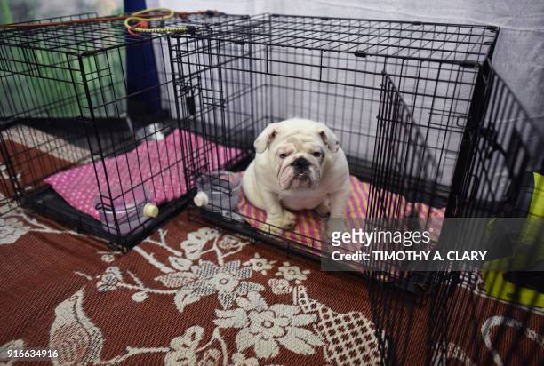 An English Bulldog is seen during the 9th AKC Meet The Breeds on February 10, 2018 in New York at the 142th Annual Westminster Kennel Club Dog Show....