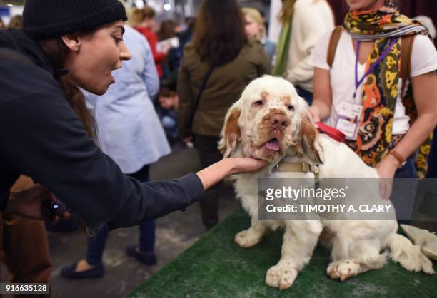 Clumber Spaniel dog is seen during the 9th AKC Meet The Breeds on February 10, 2018 in New York at the 142th Annual Westminster Kennel Club Dog Show....