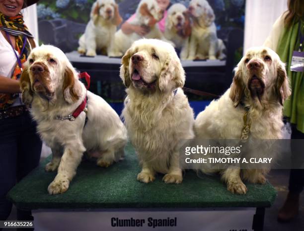 Clumber Spaniel dogs are seen during the 9th AKC Meet The Breeds on February 10, 2018 in New York at the 142th Annual Westminster Kennel Club Dog...