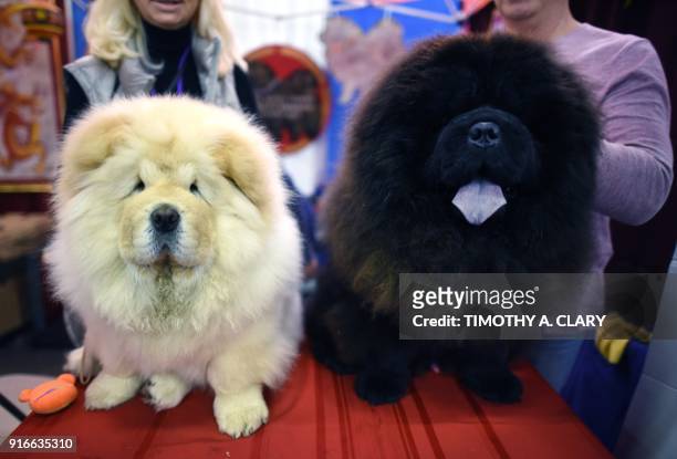 Two Chow Chow's dogs are seen during the 9th AKC Meet The Breeds on February 10, 2018 in New York at the 142th Annual Westminster Kennel Club Dog...