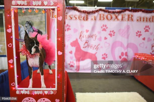 Boxer is seen in a kissing booth during the 9th AKC Meet The Breeds on February 10, 2018 in New York at the 142th Annual Westminster Kennel Club Dog...