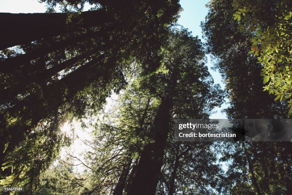 Low Angle View Of Trees In Forest