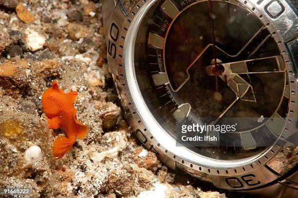 very small juvenile painted frogfish near a diver watch - celebes stock pictures, royalty-free photos & images