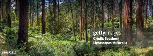 a panorama of mountain ash eucalyptus trees and ferns, tarra valley, strzelecki ranges, south gippsland victoria australia. - bush land stock pictures, royalty-free photos & images