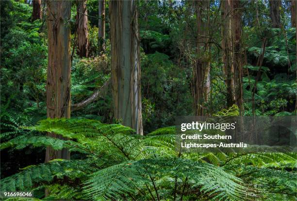 73 Strzelecki National Park Stock Photos, High-Res Pictures, and Images ...