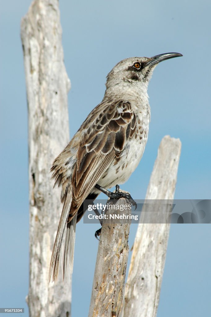 Mockingbird, Nesomimus macdonaldi Kapuze