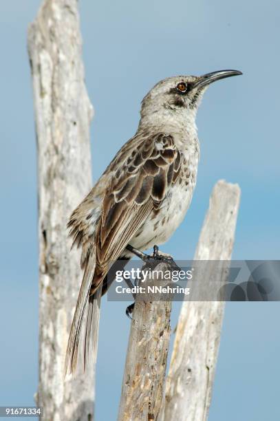 hood mockingbird, nesomimus macdonaldi - hood mockingbird stock pictures, royalty-free photos & images