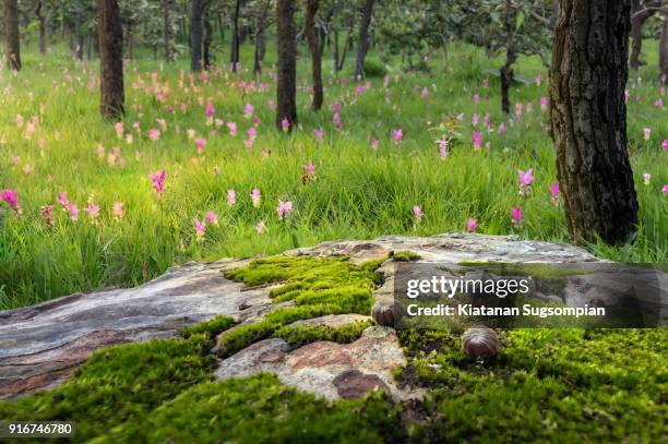 rollie pollies - fairytale woods stock pictures, royalty-free photos & images