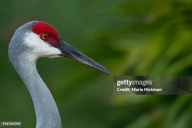 crane, scientific name, gruidae, staring intently to the right in the process of stalking for food. - marie hickman stock pictures, royalty-free photos & images