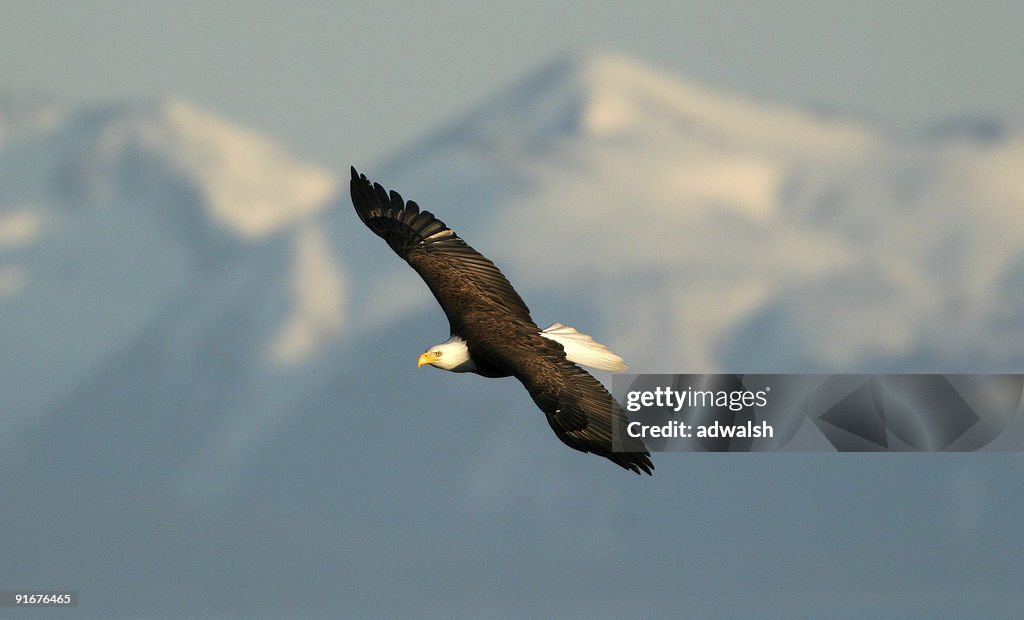 Bald Eagle & Mountains
