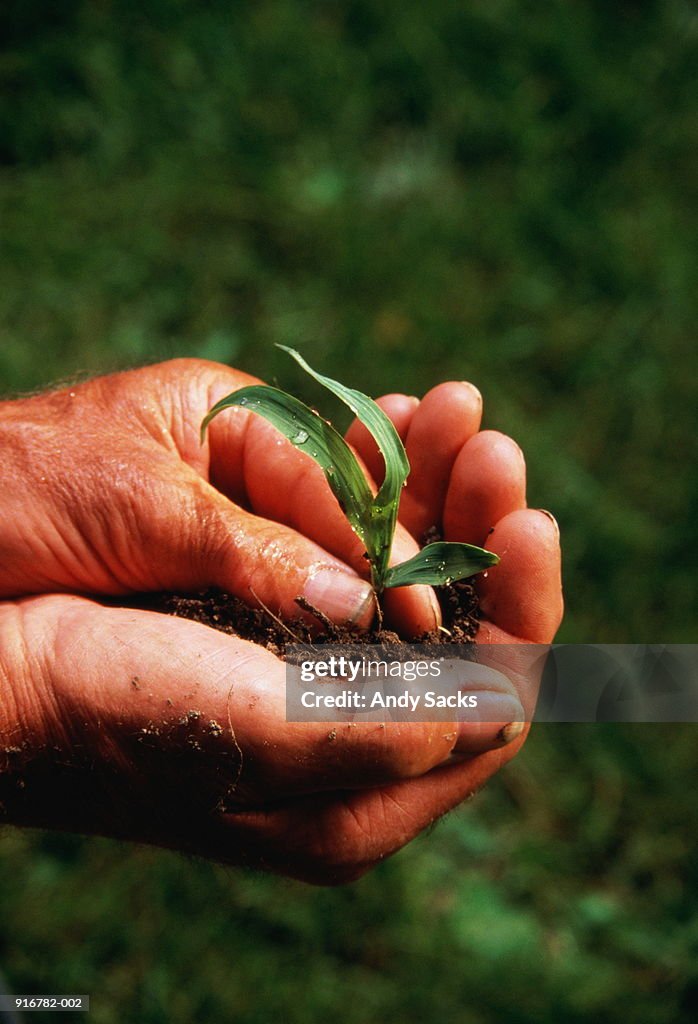 Hands holding corn seedling, close-up