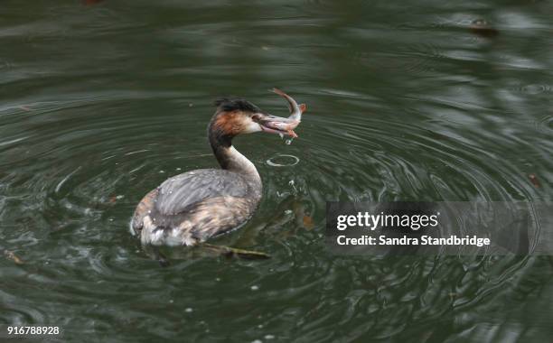 a stunning great crested grebe (podiceps cristatus) eating a perch which it has just caught in a lake. - white perch fish stock pictures, royalty-free photos & images