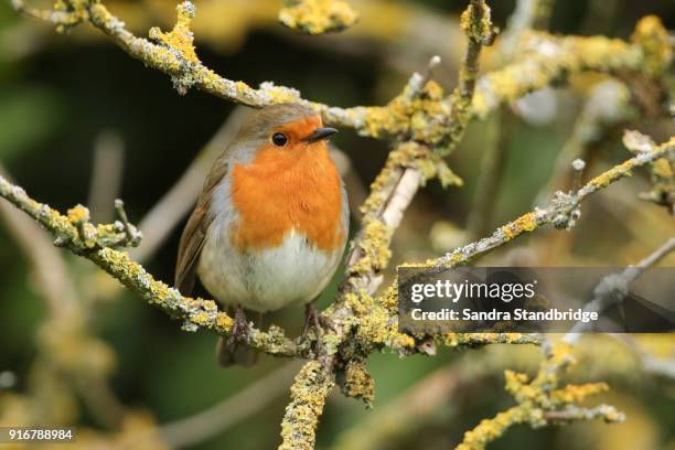 a pretty robin (erithacus rubecula) perched on a branch covered in lichen. - portrait lachen stock pictures, royalty-free photos & images