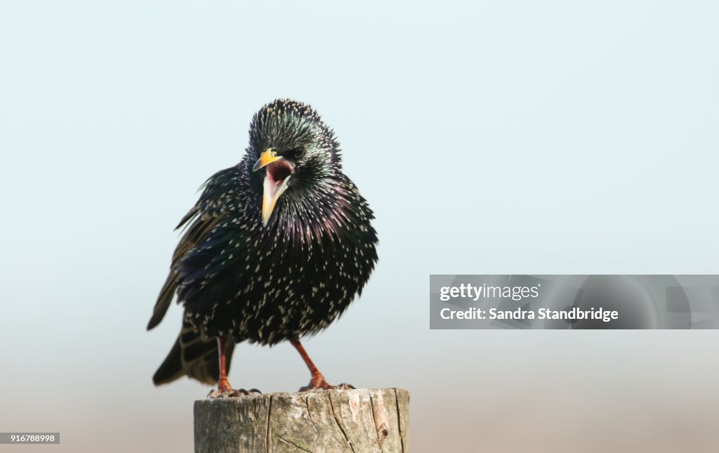 A stunning Starling (Sturnus vulgaris) perched on a wooden post singing.